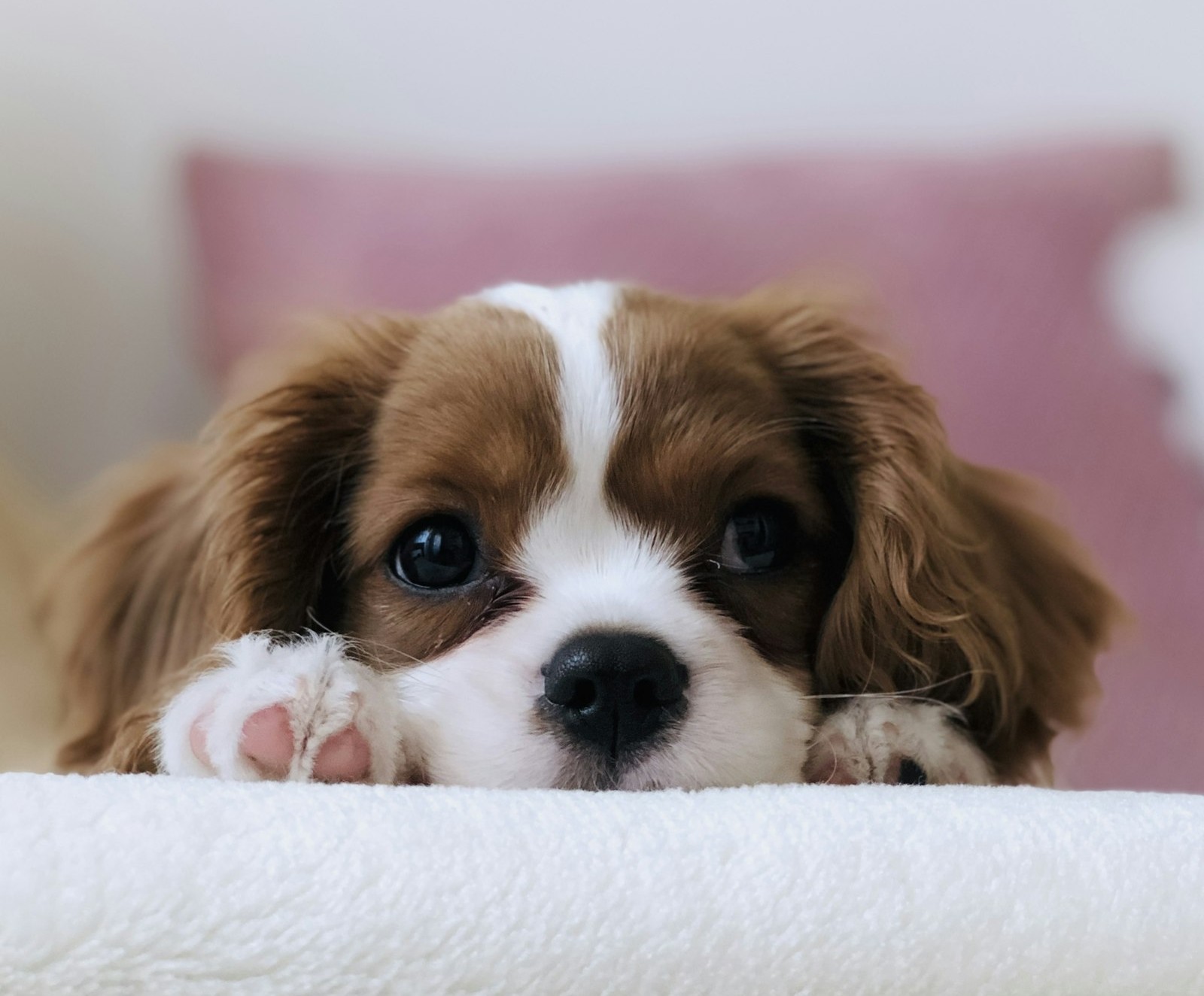 店内でくつろぐ犬