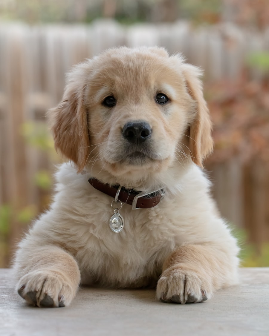 くつろぐ子犬