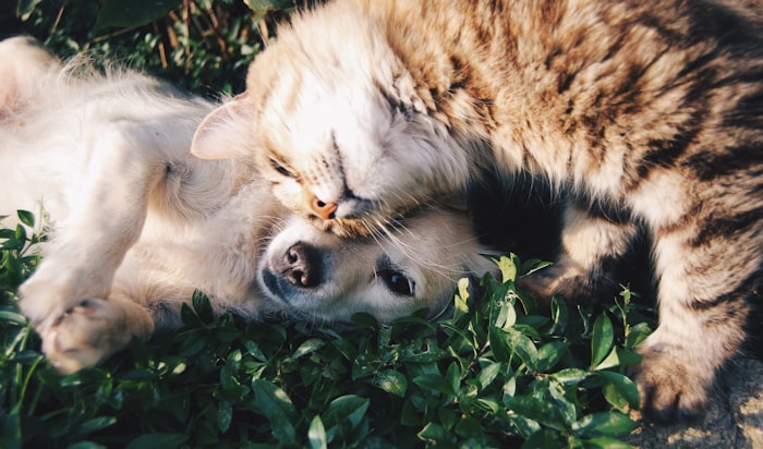 仲良く寄り添う犬と猫