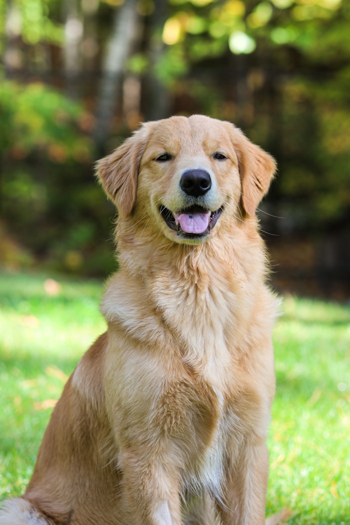 うれしそうな犬